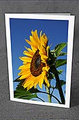 Fotokarte F060872: Geburtstagskarte Sonnenblume