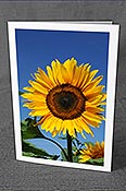 Fotokarte: Glückwunschkarte Sonnenblume