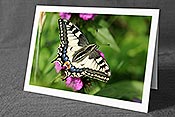 Fotokarte: Geburtstagskarte Schmetterling