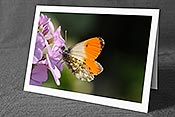 Fotokarte F068273: Schmetterling an Blüte