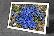 Fotokarte F075901: Gruppe blühender Enzian