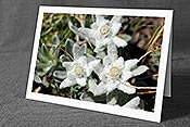 Fotokarte F078501: Edelweiss