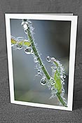Fotokarte F087894: Wassertropfen an Halm