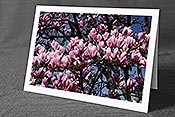 Fotokarte F095302: Blühende Magnolien
