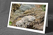 Fotokarte: Mauereidechse auf Felsblock