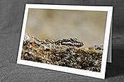 Fotokarte F117788: Eidechse