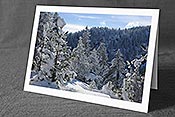 Fotokarte F127284: Winterwald mit frisch verschneiten jungen Tannen