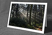 Fotokarte F136834: Lichstrahlen im Tannenwald