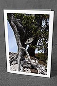 Fotokarte: Baumstrunk mit Tierkopf