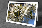 Fotokarte F151636: Frische Kirschbaumblüten