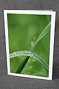 Fotokarte F152039: Wassertropfen im Gras