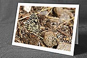 Fotokarte F153516: Schmetterling