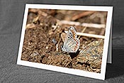 Fotokarte F153529: Zierlicher Schmetterling
