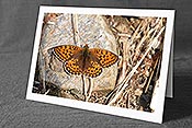 Fotokarte F153597: Schmetterling auf grossem Stein