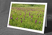 Fotokarte F159312: Wiese mit blühenden Orchideen