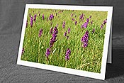 Fotokarte F159314: Blühende Orchideen
