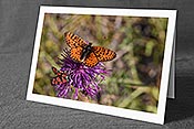 Fotokarte F172694: Schmetterling und Widderchen