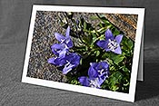 Fotokarte F173366: Blaue Glockenblumen