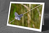 Fotokarte F177208: Kleiner blauer Schmetterling