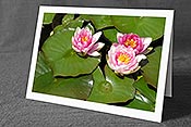 Fotokarte G011028: Seerosen